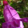 Foothill Penstemon (Penstemon heterophyllus): This native varies in color from pink to rose to blue to lavender & purple.